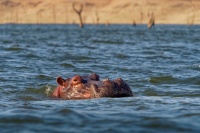 Hroch obojzivelny - Hippopotamus amphibius - Hippopotamus o0180